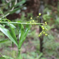 Flagellariaceae